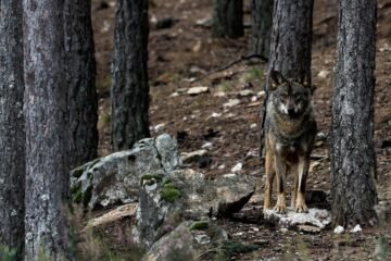 Castilla y León presume del aumento del lobo y reclama su gestión para abrir la vía a cazarlo