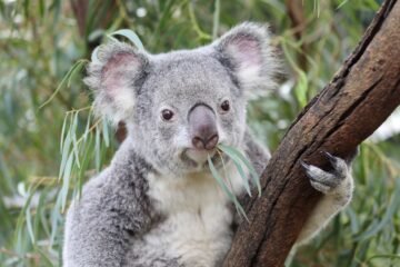 Australia sacrifica con francotiradores desde helicópteros a 750 koalas afectados por un incendio