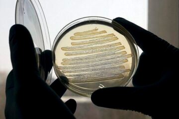 Primer caso de producción de paracetamol a partir de la bacteria ‘Escherichia coli’ utilizando una botella de plástico