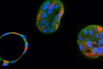 La edición genética ayuda a corregir mutaciones dañinas en el ADN mitocondrial humano
