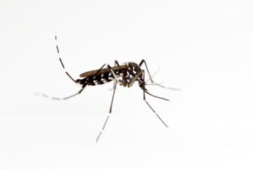 Sanidad alerta de la presencia del mosquito tigre en 156 municipios y del mosquito del Japón en otros 10