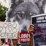Miles de personas claman en Madrid “Lobo vivo, lobo protegido” y exigen que se deje de cazar la especie