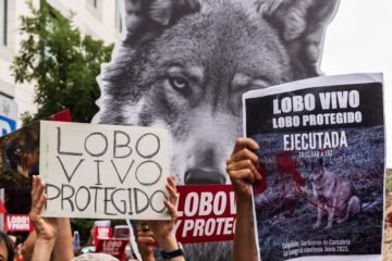 Miles de personas claman en Madrid “Lobo vivo, lobo protegido” y exigen que se deje de cazar la especie