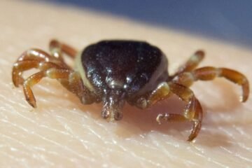¿Hay más garrapatas? Ganan territorio y hay cosas que no debes hacer si te pican