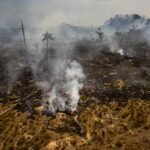 El fuego arrasó en 2024 más Amazonia que nunca en 40 años: más que Grecia
