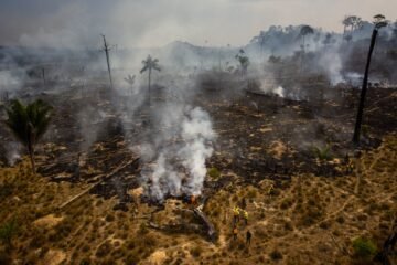 El fuego arrasó en 2024 más Amazonia que nunca en 40 años: más que Grecia