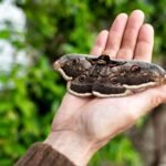 Polillas gigantes: las increíbles sorpresas de unas mariposas que no merecen ser aplastadas con una zapatilla