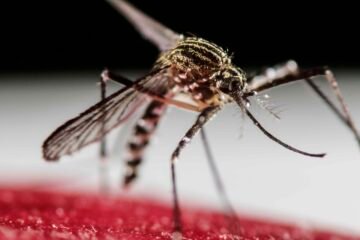 Preocupación en China ante el brote de fiebre chikunguña que deja ya más de 2.500 casos