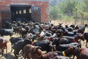 Agricultores y ganaderos exigen jubilarse antes sin perder pensión: «No es razonable que un ganadero siga trabajando con 66 o 67 años»