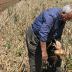 ¿A qué edad se pueden jubilar los agricultores?
