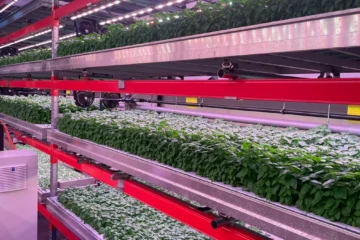 Néboda cierra una ronda de 1,84 millones de euros para escalar su modelo de agricultura vertical industrial