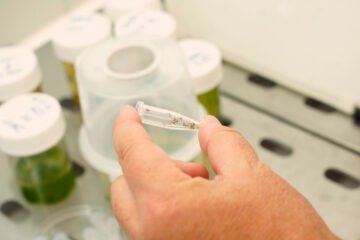 Confirmado un caso asintomático de fiebre del Nilo Occidental en un varón de 57 años de Cáceres