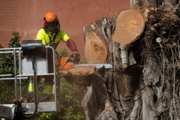 El ficus centenario de San Jacinto afronta su tala definitiva. “Era parte de nuestra memoria”