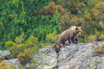 Llega la osofobia a España: cuatro ejemplares muertos en Asturias a manos de furtivos en un año