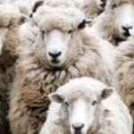 Las ayudas para la producción de carne ovina se retrasan en Marruecos