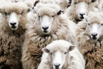 Las ayudas para la producción de carne ovina se retrasan en Marruecos