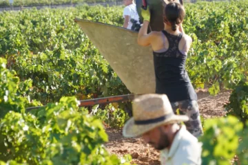 El sector del vino pierde 116.400 hectáreas de producción por los daños climáticos y las tormentas