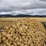 Un agricultor regala 500 toneladas de patatas y rápidamente su finca se llena de clientes reclamando su parte