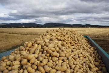 Un agricultor regala 500 toneladas de patatas y rápidamente su finca se llena de clientes reclamando su parte