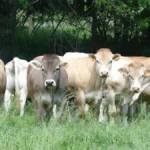 El acuerdo UE-Mercosur enfrenta tensiones también por el sector cárnico