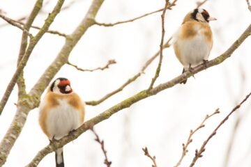 Investigadores denuncian en ‘Science’ los controvertidos estudios de Madrid y Andalucía para reactivar la captura de aves cantoras