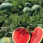 Animan a los productores de sandía marroquíes a buscar cultivos alternativos