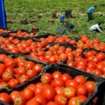 2025 fue un año récord de exportaciones de frutas y hortalizas marroquíes