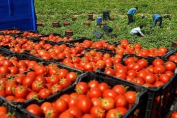 2025 fue un año récord de exportaciones de frutas y hortalizas marroquíes