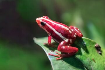 Así actúa la toxina de la rana dardo que mató al opositor ruso Navalni: ataca el sistema nervioso y es letal con una dosis ínfima