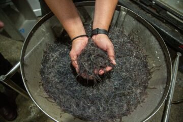 Las autonomías tumban la propuesta del Gobierno de proteger a la anguila pese a estar en peligro crítico