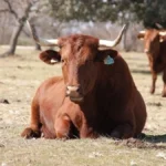 Marruecos apuesta por Brasil para importar carne de vacuno