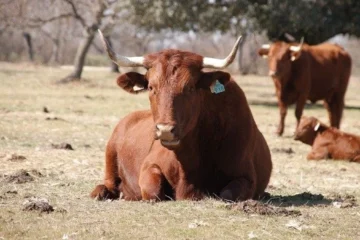 Marruecos apuesta por Brasil para importar carne de vacuno
