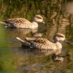 De Elche a Sicilia: carrera internacional para salvar de la extinción al pato de mirada triste