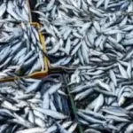 En Marruecos aseguran que los conserveros españoles echan de menos las sardinas magrebíes