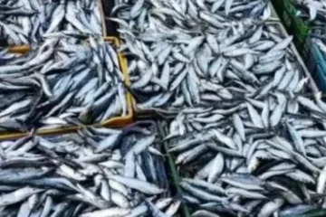 En Marruecos aseguran que los conserveros españoles echan de menos las sardinas magrebíes