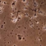 La ciencia recomienda una eyaculación diaria para evitar el daño genético de los espermatozoides