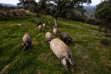 ¿Semen de cerdo contra el cáncer infantil? El insólito colirio que logra frenar tumores de retina en ratones