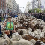 Desplome de la cabaña ovina