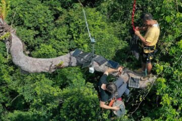 Los vigilantes que protegen la selva con micrófonos en los árboles: “Por una vez, los malos se sienten inseguros”