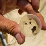 Fiebre de Crimea-Congo y Lyme: así avanzan las enfermedades por garrapatas en España