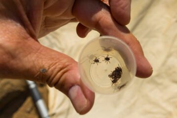 Fiebre de Crimea-Congo y Lyme: así avanzan las enfermedades por garrapatas en España