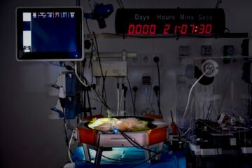 Más cerca de la placenta artificial española para prematuros extremos: el prototipo logra la supervivencia de un feto de oveja durante 21 días
