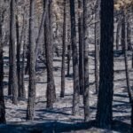 Incendio de la Sierra Norte de Guadalajara, en directo: el fuego sigue sin control y ya es el mayor de Castilla-La Mancha con 26.000 hectáreas arrasadas