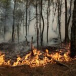 Los incendios forestales perjudican el embarazo: hay más riesgo de parto prematuro y bajo peso al nacer
