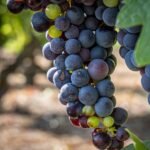 La vendimia más adelantada de la historia por el calor extremo deja al viñedo español al borde de la ruina