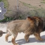 “Hemos visto muchos docus de fauna africana”: cuando se avistan leones, cocodrilos y panteras que resultan ser perros, nutrias y gatos