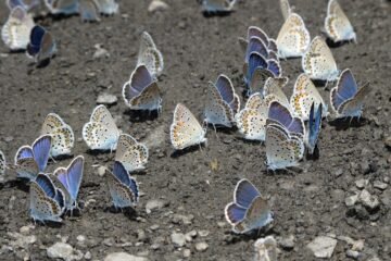 Las mariposas mediterráneas se mudan al País Vasco en busca del clima del pasado
