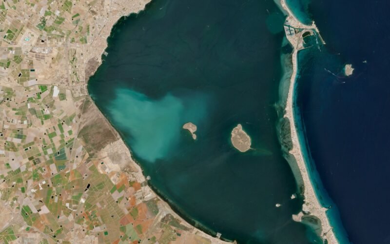 La mancha blanca en el Mar Menor arrasa siete kilómetros de vegetación y diezma las poblaciones de peces: de 21 especies a solo tres
