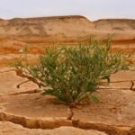 El agua: un factor crítico para la resiliencia  de las empresas