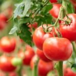 Marruecos se consolida como principal proveedor de tomates de España